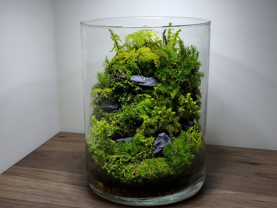 Live Moss Terrarium Glass Vase 8 Tall, 6 Diameter 