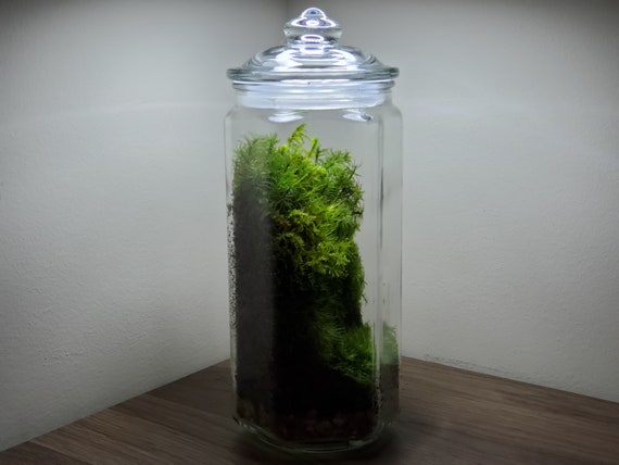 Live Moss Terrarium Glass Vase 10 Tall, 7 Diameter 