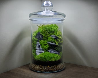 Live Moss Terrarium Glass Vase (11" Tall, 6" Diameter)