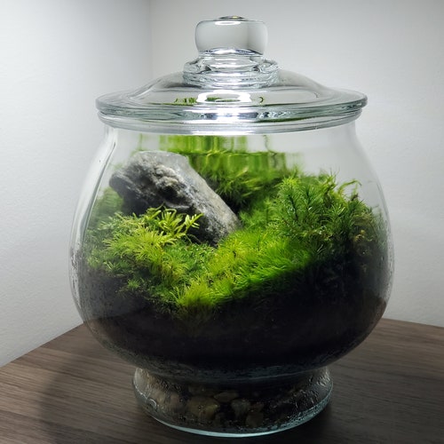 Live Moss Terrarium Glass Vase 8 Tall 6 Etsy