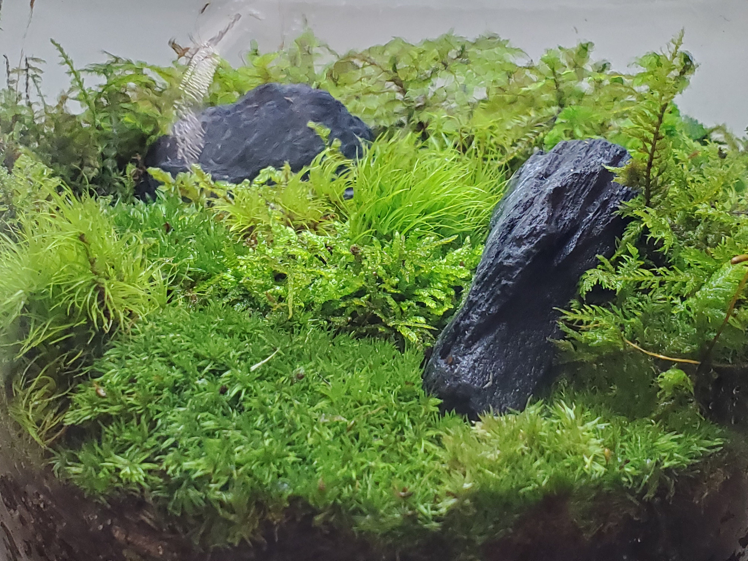 Live Terrarium Moss – rerootgardens