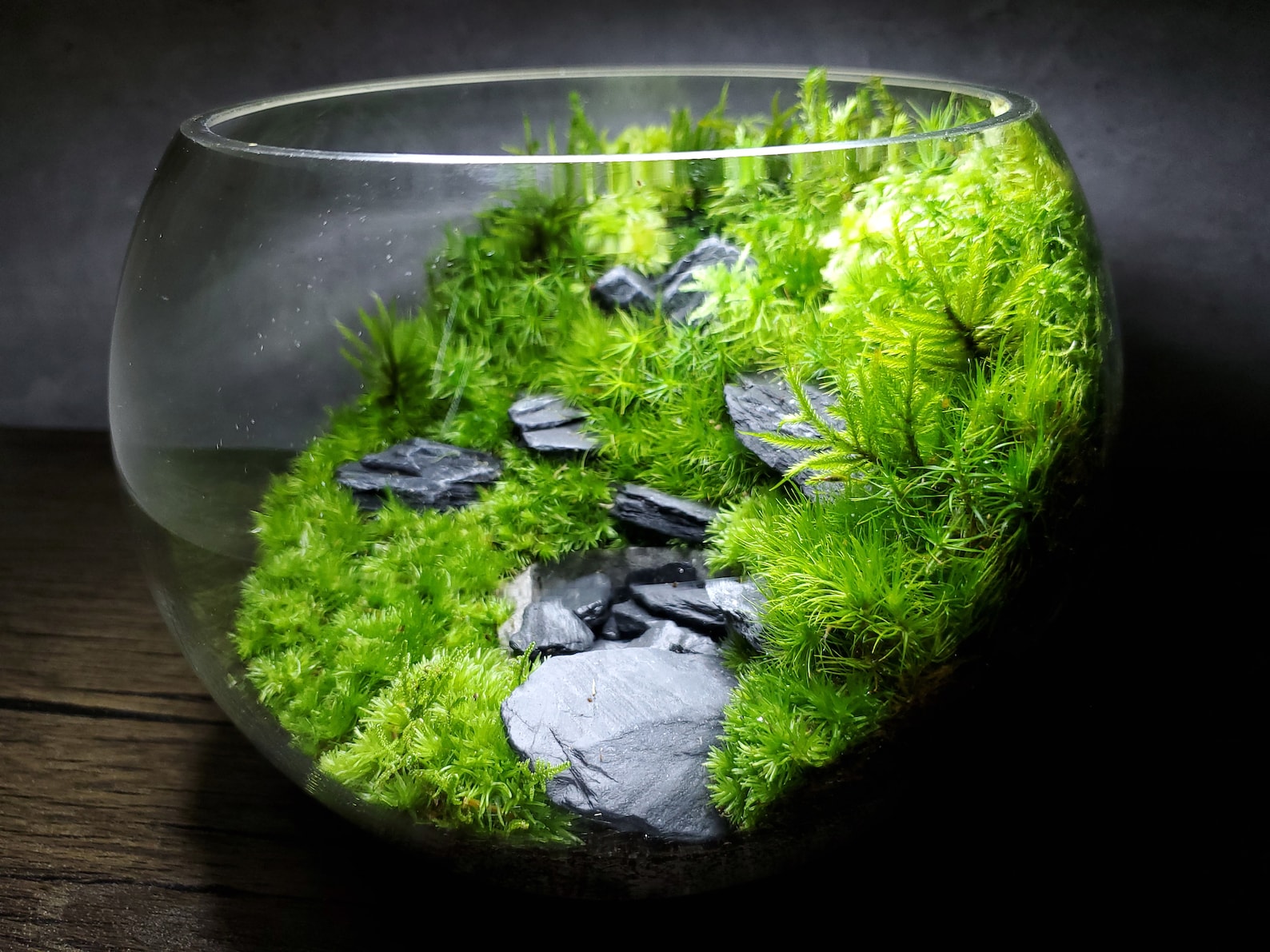 Live Moss Terrarium Glass Bowl 8 Diameter Etsy