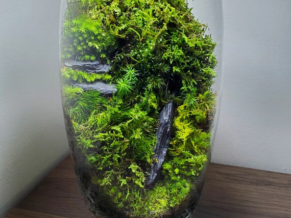 6 LED Glass Globe Terrarium fairy Garden-micro Terrariums-self Sustaining  Terrariums-live Ecosystems-live Moss-valentines Day Gift Ideas 