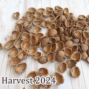 Walnut Shell Halves for Crafts and Decoration Nature Decoration at Home and Office Christmas Decoration Bio Nut Supplies Ornaments for Tree