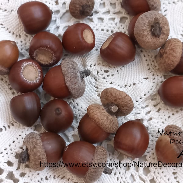 Oak Acorns Natural Dried Acorn Nuts Acorns With Caps Autumn Big Acorns Nuts Decoration Craft Idea DIY Rustic Wedding Decoration Fall Decor