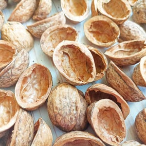 Pode incluir: Uma coleção de cascas de nozes, algumas com a casca exterior ainda presa, em vários tamanhos e formas. As cascas são de cor castanho natural e têm uma textura áspera.