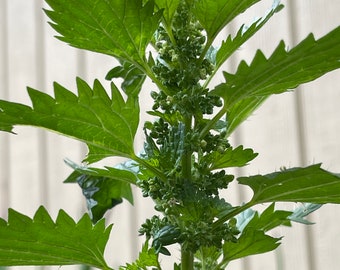 Stinging Nettle Seeds