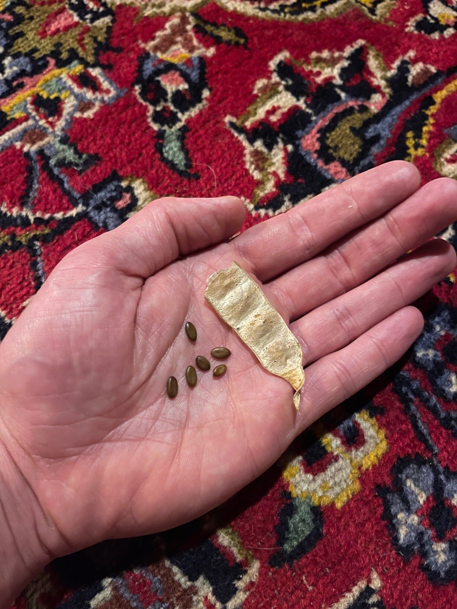 30 Pink Powder Puff Tree Seeds Julibrissin Aka Mimosa Tree