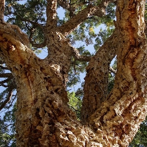 May include: A low-angle shot of a large tree trunk with thick, textured bark. The bark is a mix of brown and tan hues, with deep ridges and crevices. The tree branches reach upwards, with green leaves visible against a clear blue sky.