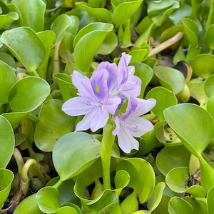 Water Hyacinth Floating Pond Plants (Bundle of 5)