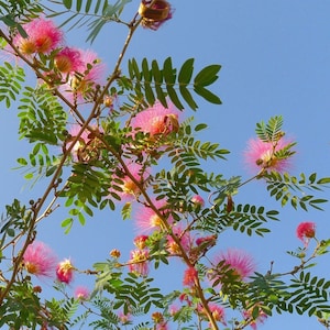 ピンクパウダーパフツリーの種子 30 個 (Albizia julibrissin)。別名ミモザツリー、フェアリーブラシツリー、ペルシャシルクツリー