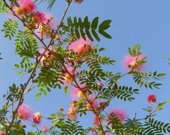 30 Pink Powder Puff Tree seeds (Albizia julibrissin); aka Mimosa tree, Fairy Brush tree, Persian Silk tree