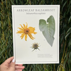 May include: A botanical print titled Arrowleaf Balsamroot Balsamorhiza sagittata featuring three illustrations: a yellow flower labeled Fig. 1, a large silvery-green heart-shaped leaf labeled Fig. 2, and a dark flower bud labeled Fig. 3 with text.