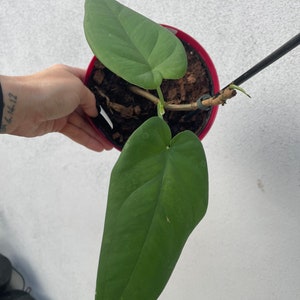Syngonium Chiapense