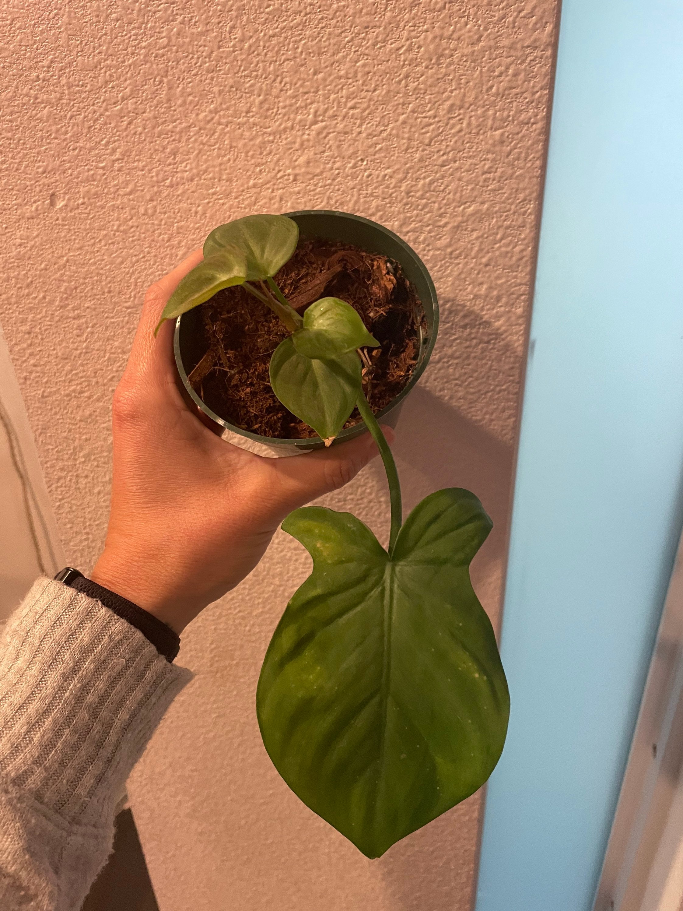 Philodendron Campo fully rooted cutting with active growth