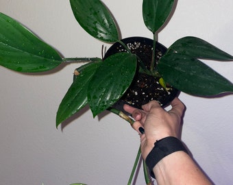 Rhaphidophora Decursiva