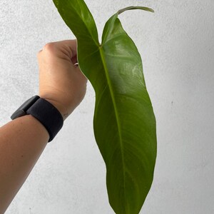 Philodendron Mexicanum unrooted top cut