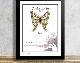 Graellsia isabellae - Macho - Mariposa tropical real montada en marco