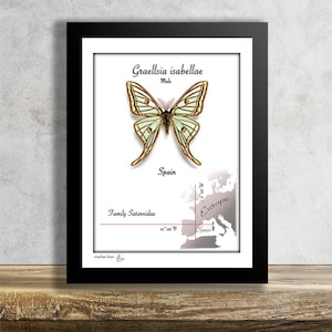 Graellsia isabellae-Male-Real Mounted Tropical Butterfly in Frame
