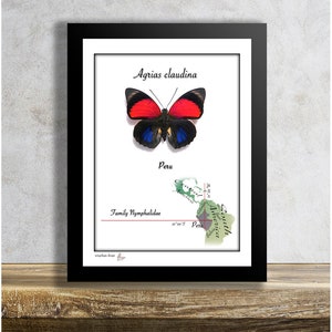 Agrias claudina-Real Mounted Tropical Butterfly in Frame