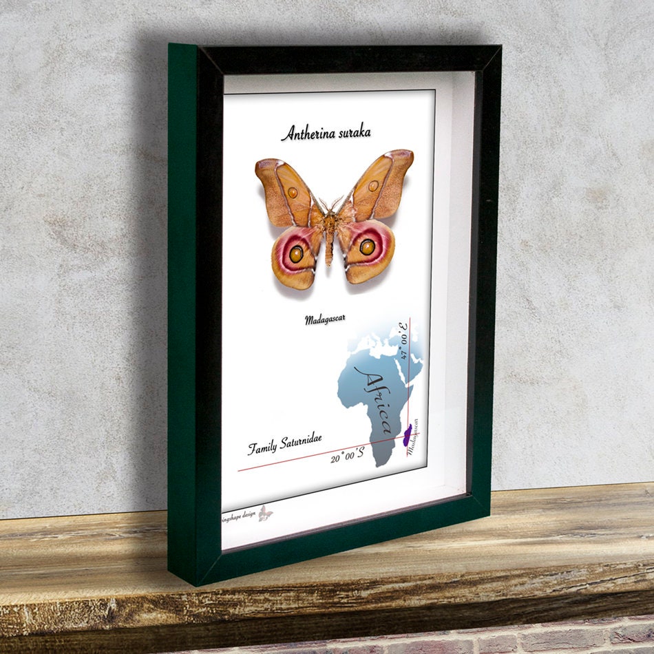 Moth In Frame Antherina Suraka - Real Mounted Tropical Moth in Frame - Etsy