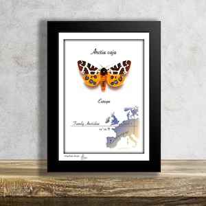 May include: A framed print of a scientific illustration of an "Arctia caja" moth with black, white, and orange markings. The print includes a map of Europe with a red pin marking the location of the Czech Republic.