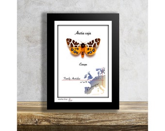 Arctia caja-Real Mounted Moth in Frame