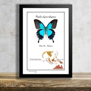 Papilio ulysses telegonus Echter montierter tropischer Schmetterling im Rahmen