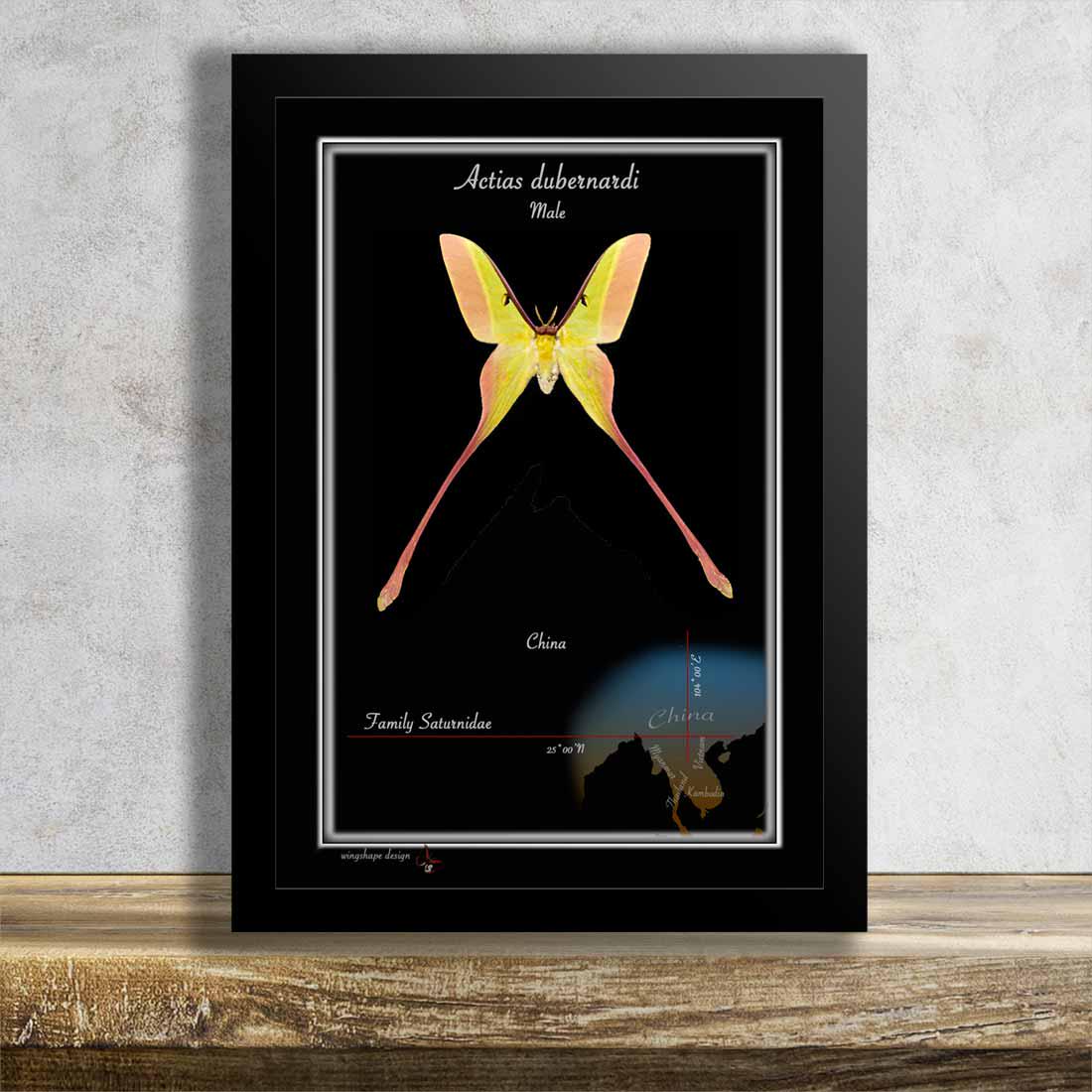 Actias dubernardi まとめて4♂セット Actias Dubernardi - Etsy