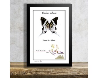 Graphium androcles-echte tropische vlinder in frame