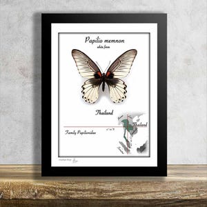 Papilio memnon-WHITE FORM- Real Mounted Tropical Butterfly in Frame