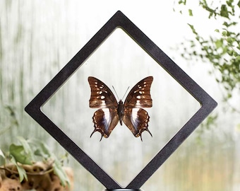 The  butterfly in 3D plastic foil frame - Polyura cognathus
