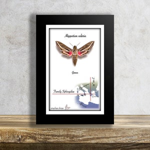 Può includere: Una stampa incorniciata di una falena Hippotion celerio con una mappa che mostra la sua posizione in Grecia. La stampa è intitolata "Hippotion celerio" e include il testo "Famiglia Sphingidae".