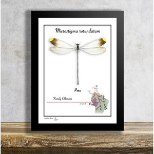 Microstigma rotundatum-dragonfly-Real Mounted Tropical Insect in Frame