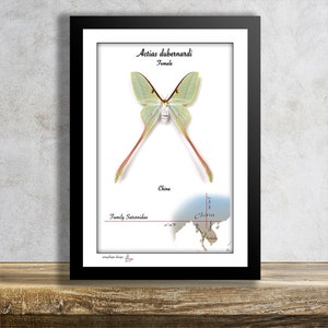 Actias dubernardi-Female- Real Mounted Tropical Butterfly in Frame
