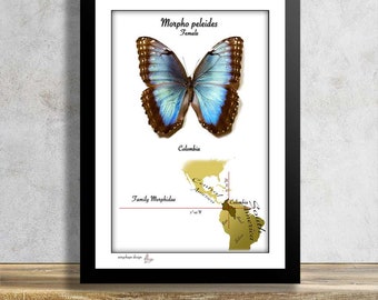 Morpho peleides-Female-Real Mounted Tropical Butterfly in Frame