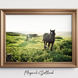 Horses Photography, Horses in the green field, Scotland Print, Landscape Art, Nature Print, Scottish Art, Animal photography