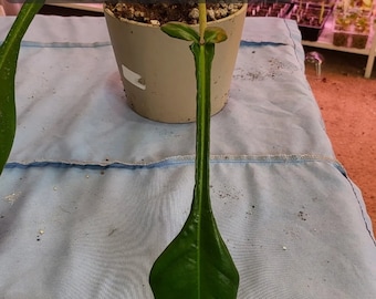 Philodendron Joepii. Fully acclimated Tissue Culture plant. US Seller