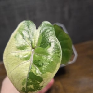 Alocasia Yucatan princess Variegated. Tissue Culture Plant. Fully Acclimated. US Seller