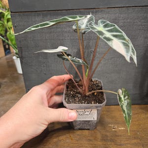 Alocasia Bambino pink variegated Tissue Culture Plant. Fully Acclimated. US Seller
