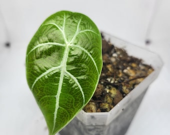 Alocasia Watsoniana. Fully acclimated Tissue Culture plant. US Seller