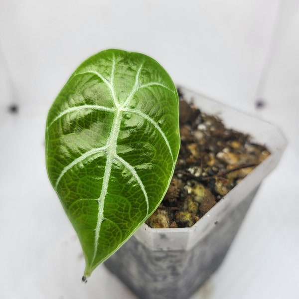 Alocasia Watsoniana. Fully acclimated Tissue Culture plant. US Seller