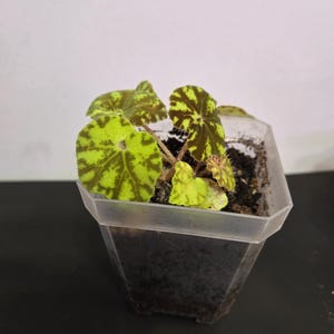 Begonia tiger kitten, 3 pot. Well rooted plant. US Seller