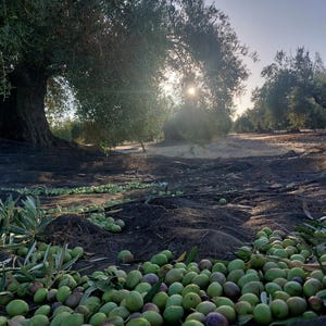 May include: A large harvest of green and purple olives scattered across a dark mesh net spread on the ground beneath olive trees, with the sun shining through the branches in the background during the daytime in an olive grove.