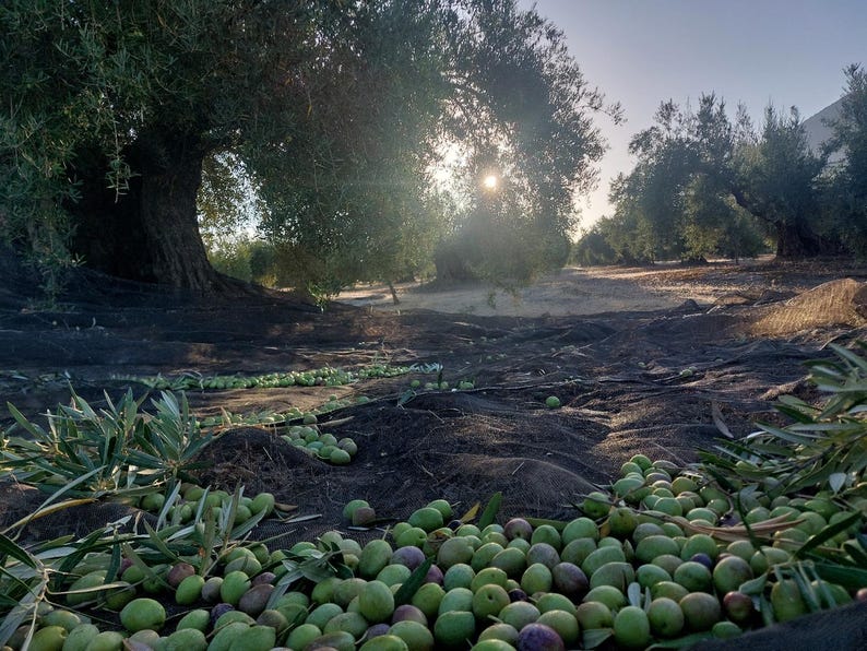 May include: A large harvest of green and purple olives scattered across a dark mesh net spread on the ground beneath olive trees, with the sun shining through the branches in the background during the daytime in an olive grove.