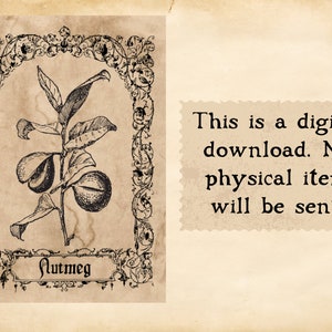 May include: A vintage illustration of a nutmeg plant with leaves and fruit. The image is framed with an ornate border and the word "Nutmeg" is written below the plant.