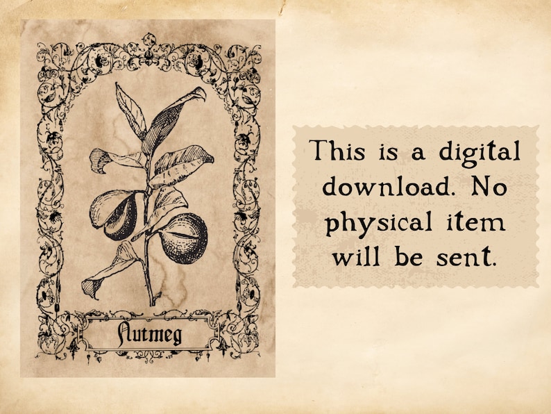 May include: A vintage illustration of a nutmeg plant with leaves and fruit. The image is framed with an ornate border and the word "Nutmeg" is written below the plant.