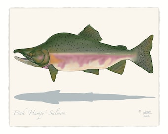 Pink "Humpy" Salmon Print