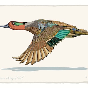Green Winged Teal Duck Print 8&quot;x10&quot;