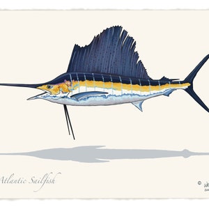 Atlantic Sailfish Fishing Print
